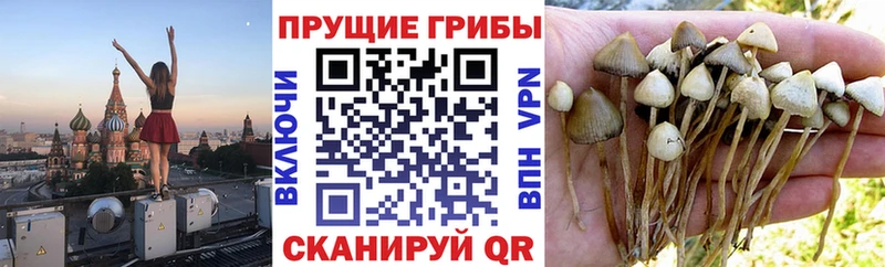 Псилоцибиновые грибы Psilocybe Емва